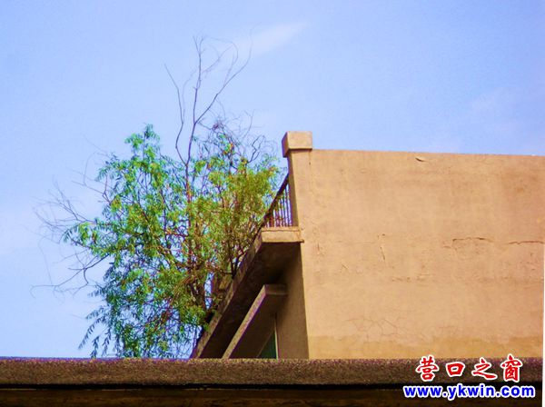 大旱之年，房頂上的小樹依然鮮活