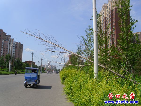 死樹傾斜六十度 攔路就像擋車桿