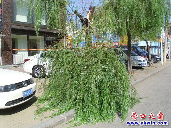 柳樹彎腰擋路 應(yīng)當(dāng)盡快鋸掉