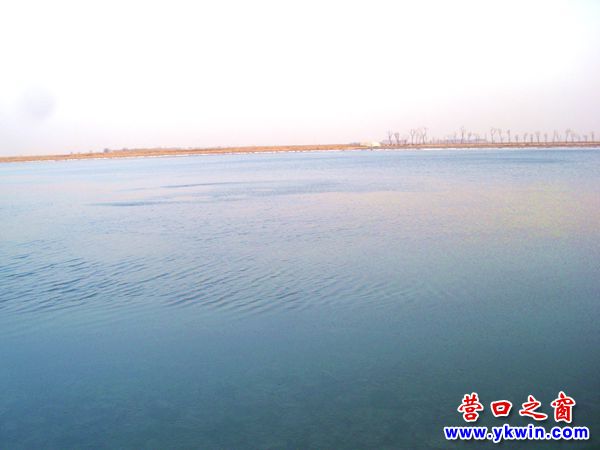 營口大遼河兩側冰封河面中段碧波蕩漾
