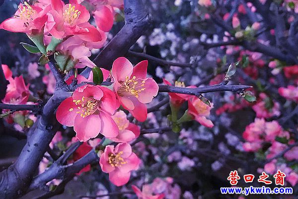 營口“六九”依舊冷  花市花兒美翻了