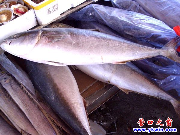 營口年貨市場(chǎng)乍現(xiàn)金槍魚