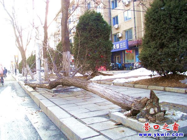 營口太和北街邊一棵大樹在發(fā)芽前倒下
