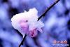 桃花雪花争艳6
