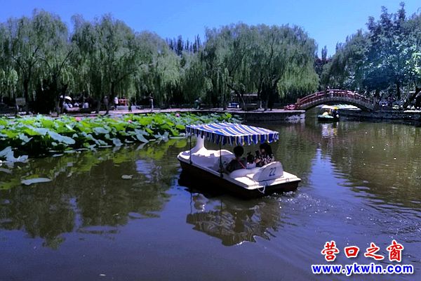 這里是營口夏天最美的公園