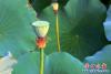 公园荷花6