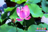 公园荷花7