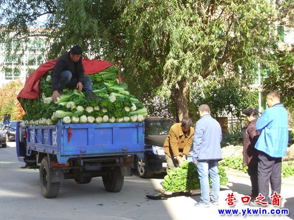 營(yíng)口市部分白菜蘿卜大蔥亮相售價(jià)同比略高