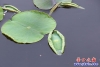 荷叶3