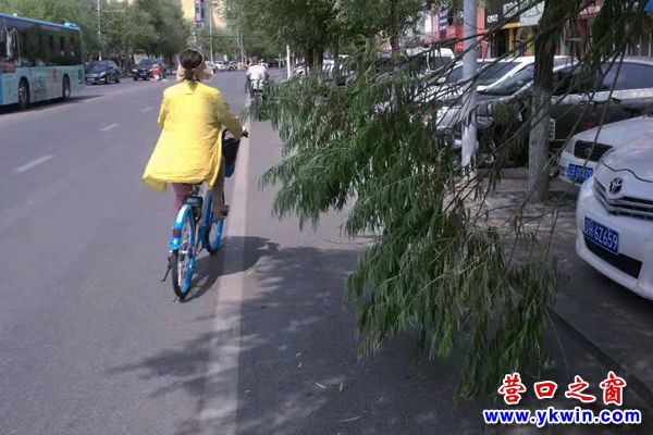 树枝“伸手”拦路人3