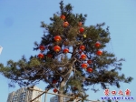 這些紅燈籠想與綠松樹(shù)度蜜年？