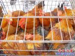 莊河紅公雞 營(yíng)口活年貨