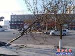 一颗树半躺路边  市民盼尽快处理