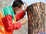 楞严寺公园：治理虫害飞絮  柳树“高位嫁接”