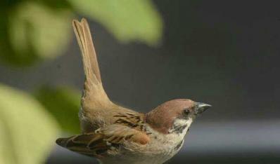小麻雀的快乐生活——回崇孝