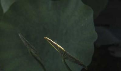 拍荷有感——杨成光 （叶青）