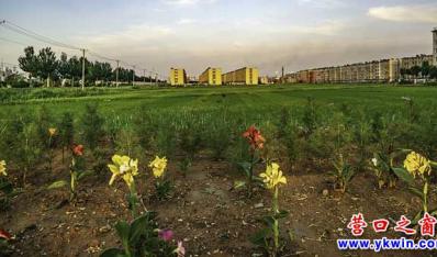 夕阳稻田风光——王元春纪实摄影