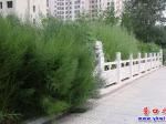 營(yíng)口：這里雜草兩米高  滋生蚊蠅誰來管
