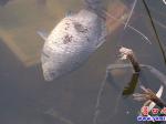 營口楞嚴(yán)寺公園：魚翻塘死亡！