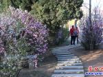 楞严寺公园：鲜花盛开“满园春色”