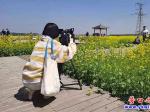 美翻了！這里的油菜花盛放