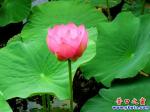 營(yíng)口楞嚴(yán)寺公園滿(mǎn)湖荷花含苞待放