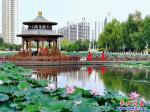 鲅魚(yú)圈：映日荷花別樣紅
