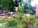 大樹(shù)底下好乘涼 還需防范出意外