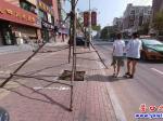 粗心！樹支撐架伸到路面 市民擔(dān)憂其安全