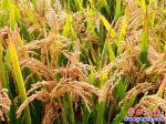 金灿灿的稻田 沉甸甸的稻穗