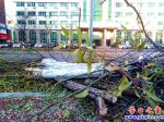 營(yíng)口市新興大街：柳樹下崗 國(guó)槐接班