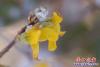 迎春花雪天里悄然绽放2