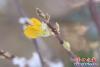 迎春花雪天里悄然绽放3