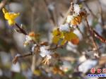 營(yíng)口鏡湖公園：迎春花雪天里悄然綻放