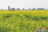 油菜花开迷人眼6