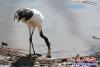 营口永远角湿地丹顶鹤2