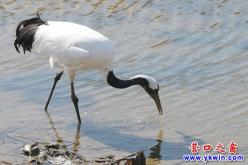 丹顶鹤！营口永远角湿地的靓丽风景