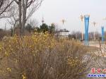 营口：春寒虽料峭 唯有花枝俏