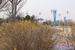 营口：春寒虽料峭 唯有花枝俏