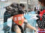 营口：公益领养 让爱不再流浪