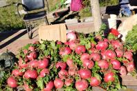 营口市大菜市今天开幕