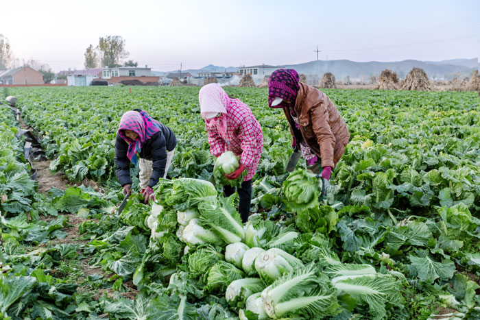 营口：“大菜市”入市的秘密