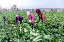 营口：“大菜市”入市的秘密