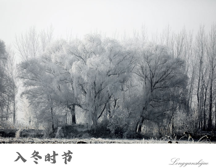 营口：现雾凇奇观