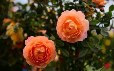 营口鲅鱼圈：冬日花事，满园春色（文视图欣赏）