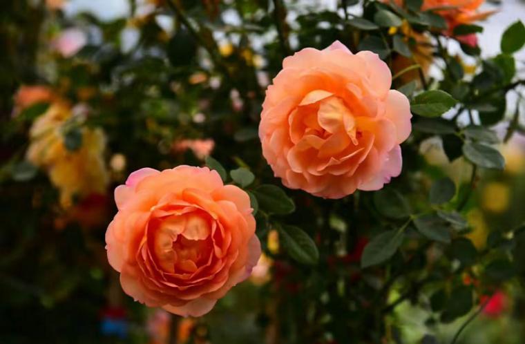 营口鲅鱼圈：冬日花事，满园春色（文视图欣赏）