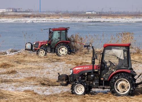 营口：苇塘里的全程（纪实）