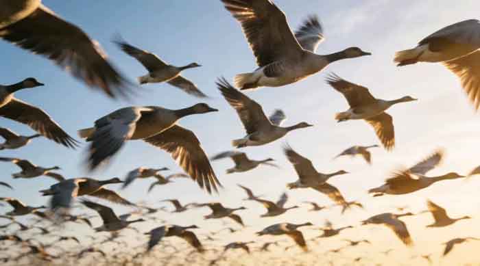 营口春信雁阵破空　营口湿地候鸟归来迎最美早春