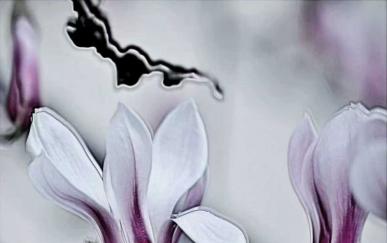 营口原创 · 花开营口，香韵兰香 /薛德龙　李国华