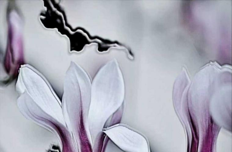 营口原创 · 花开营口，香韵兰香 /薛德龙　李国华